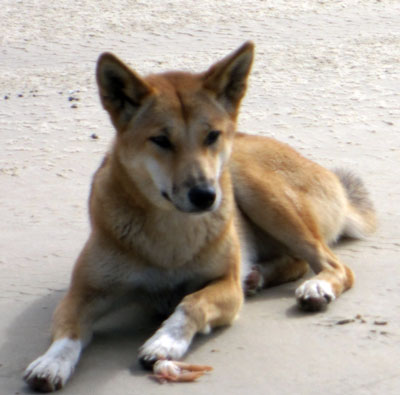 Dingo at Fraser Island