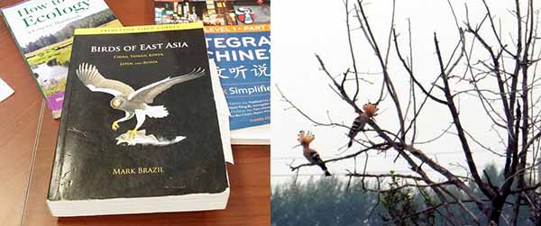 bird book and hoopoes