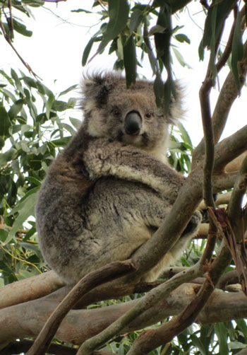 koala brear