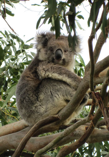 koala