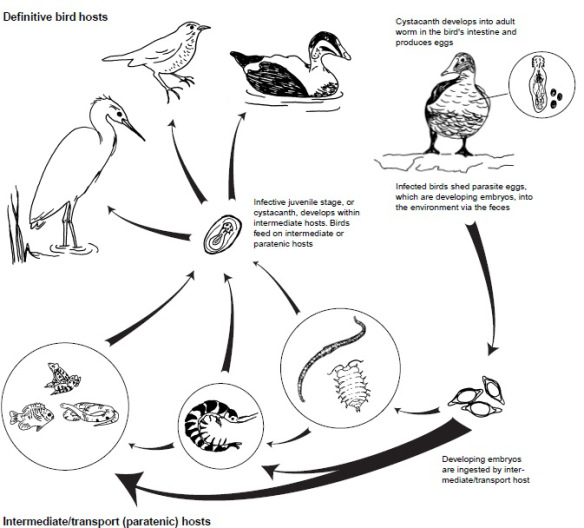 life cycle of Acanthocephala