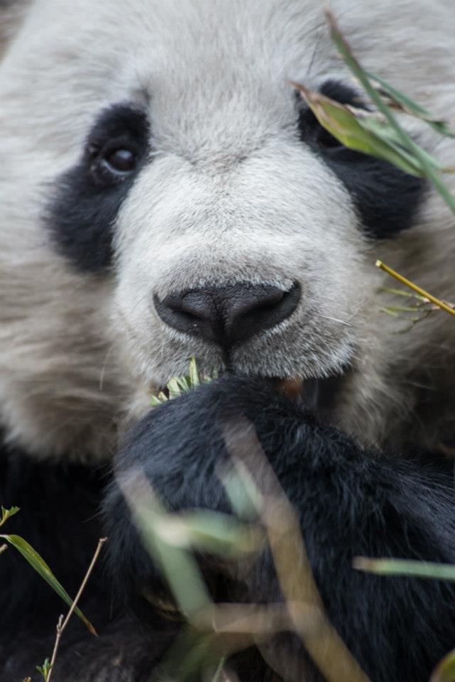 Baby panda in tree