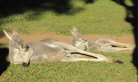 Lolling kangaroos