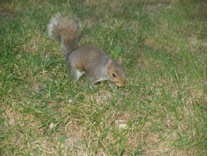 DC Squirrell