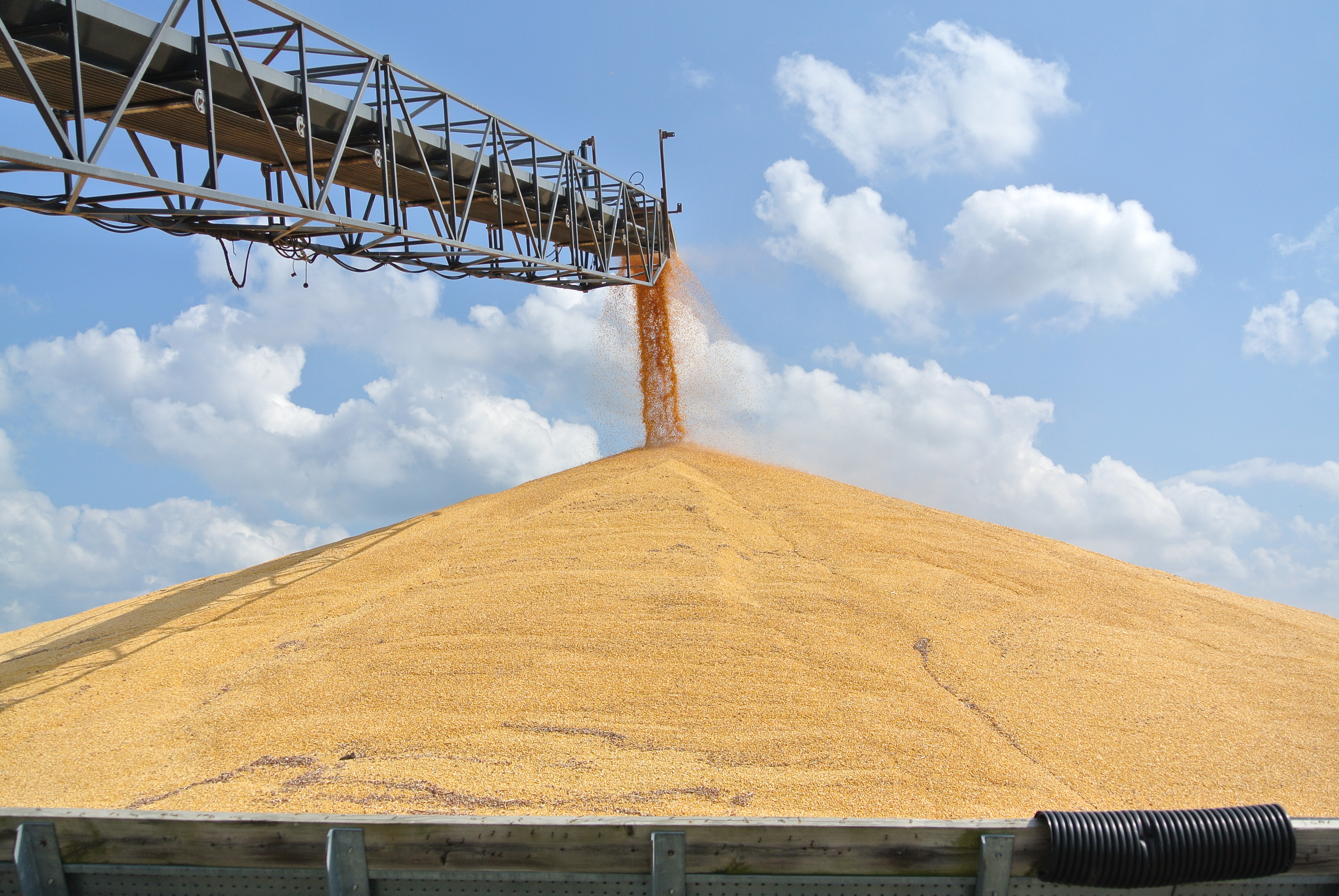 Harvested corn pouring into a distribution area