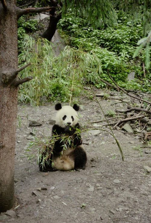 Munching+panda
