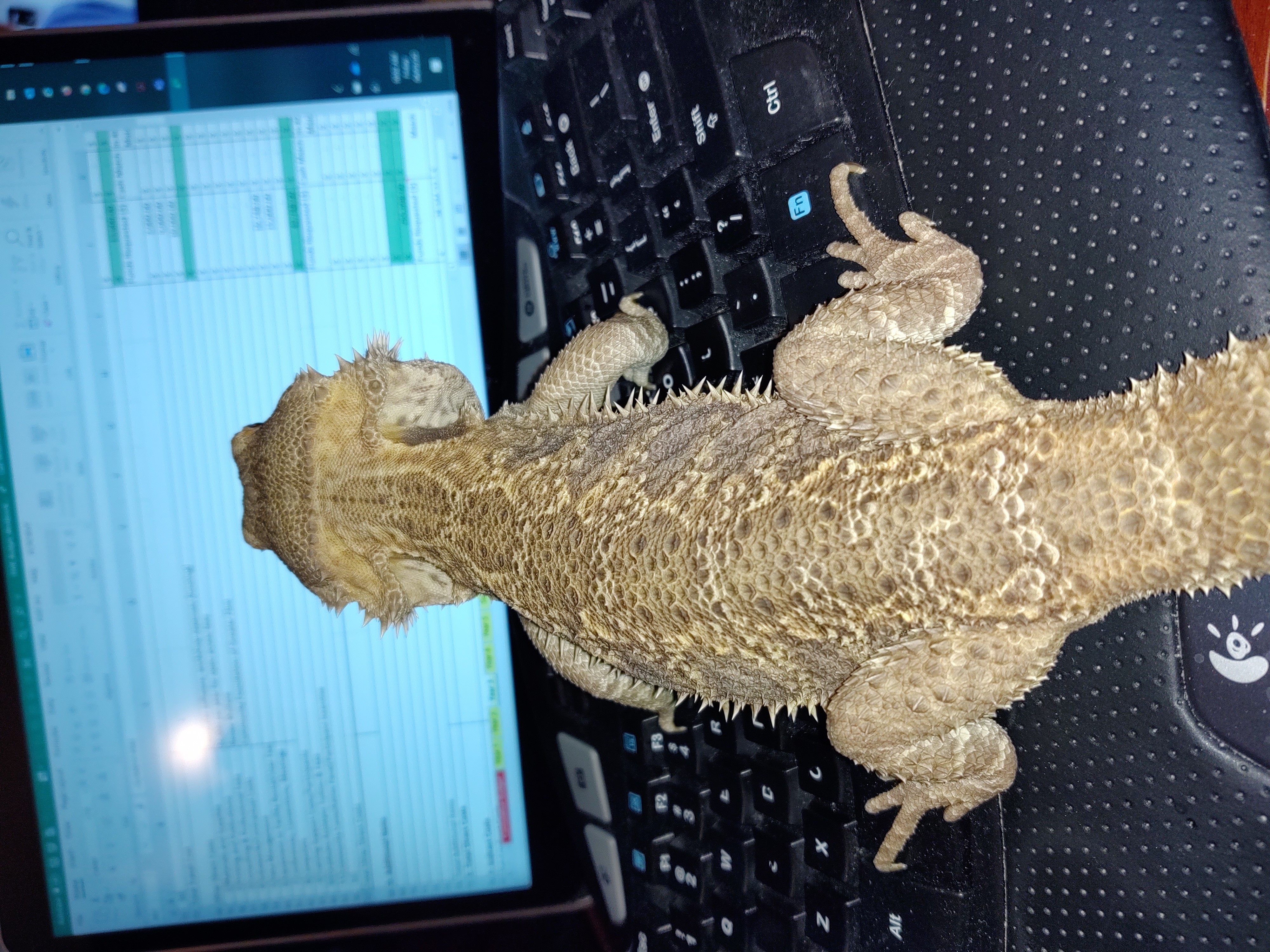 Beardsley, the bearded dragon