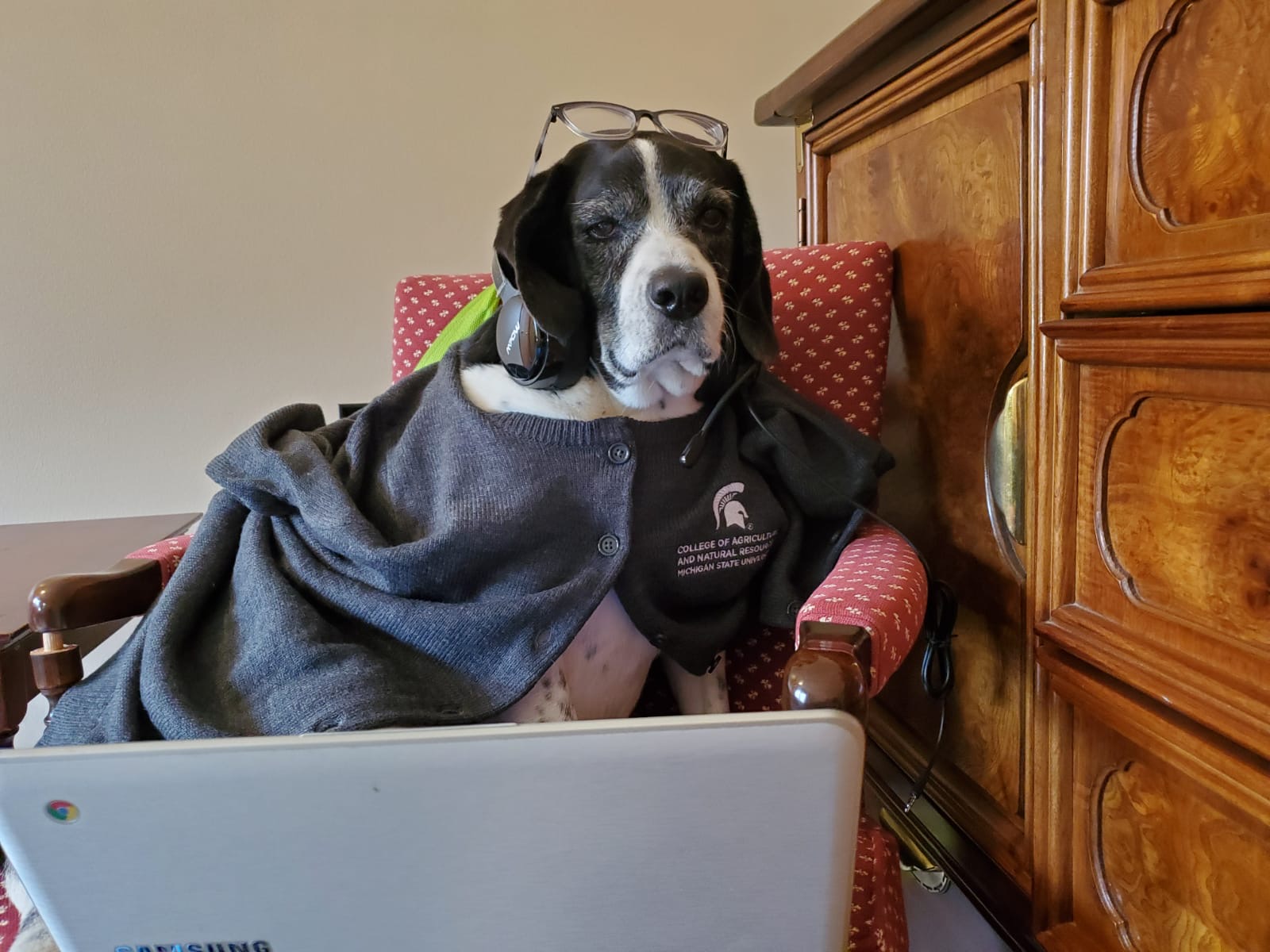 Shelburn, an older black and white hound