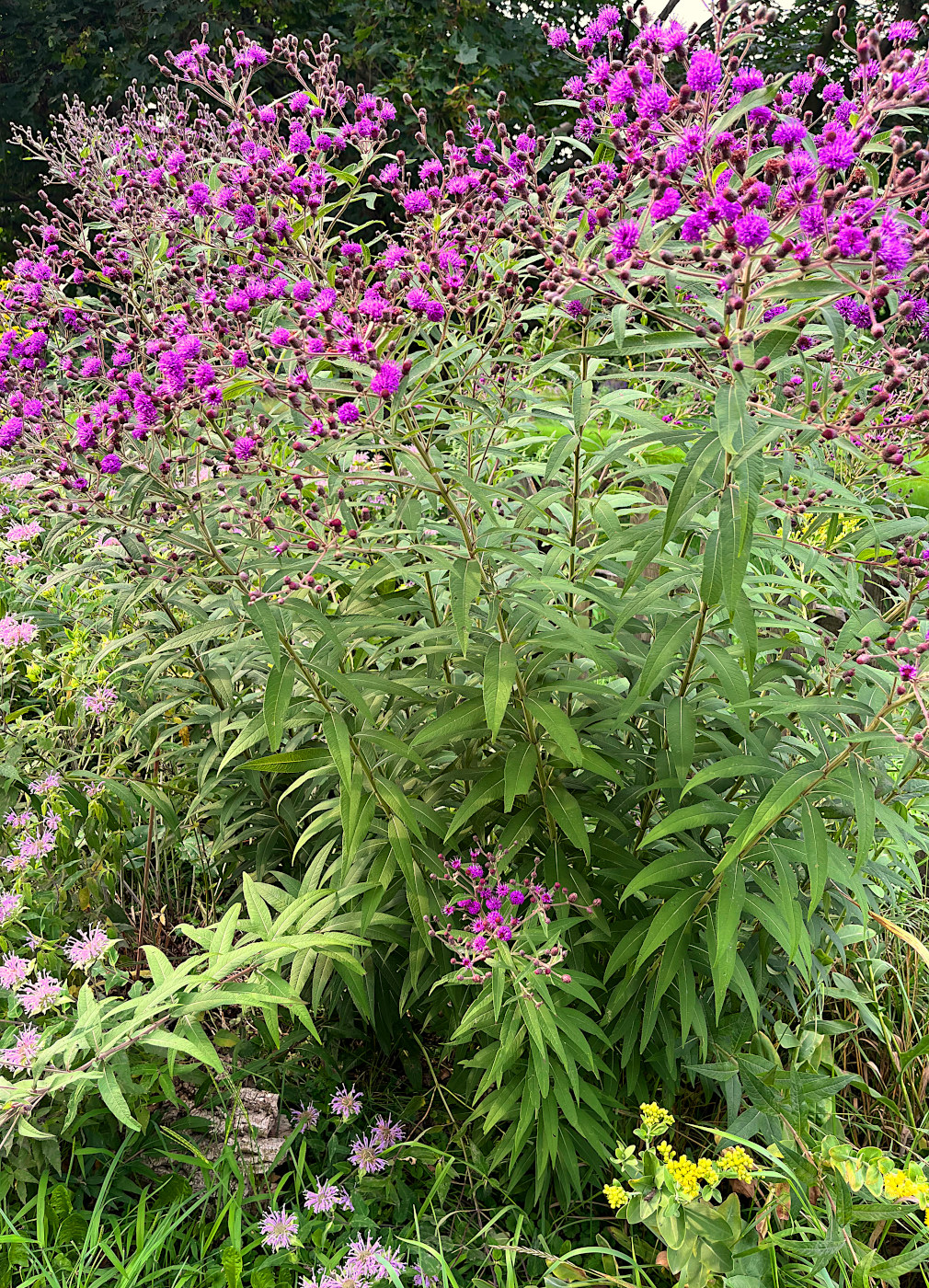 A robust specimen of Missouri ironweed.