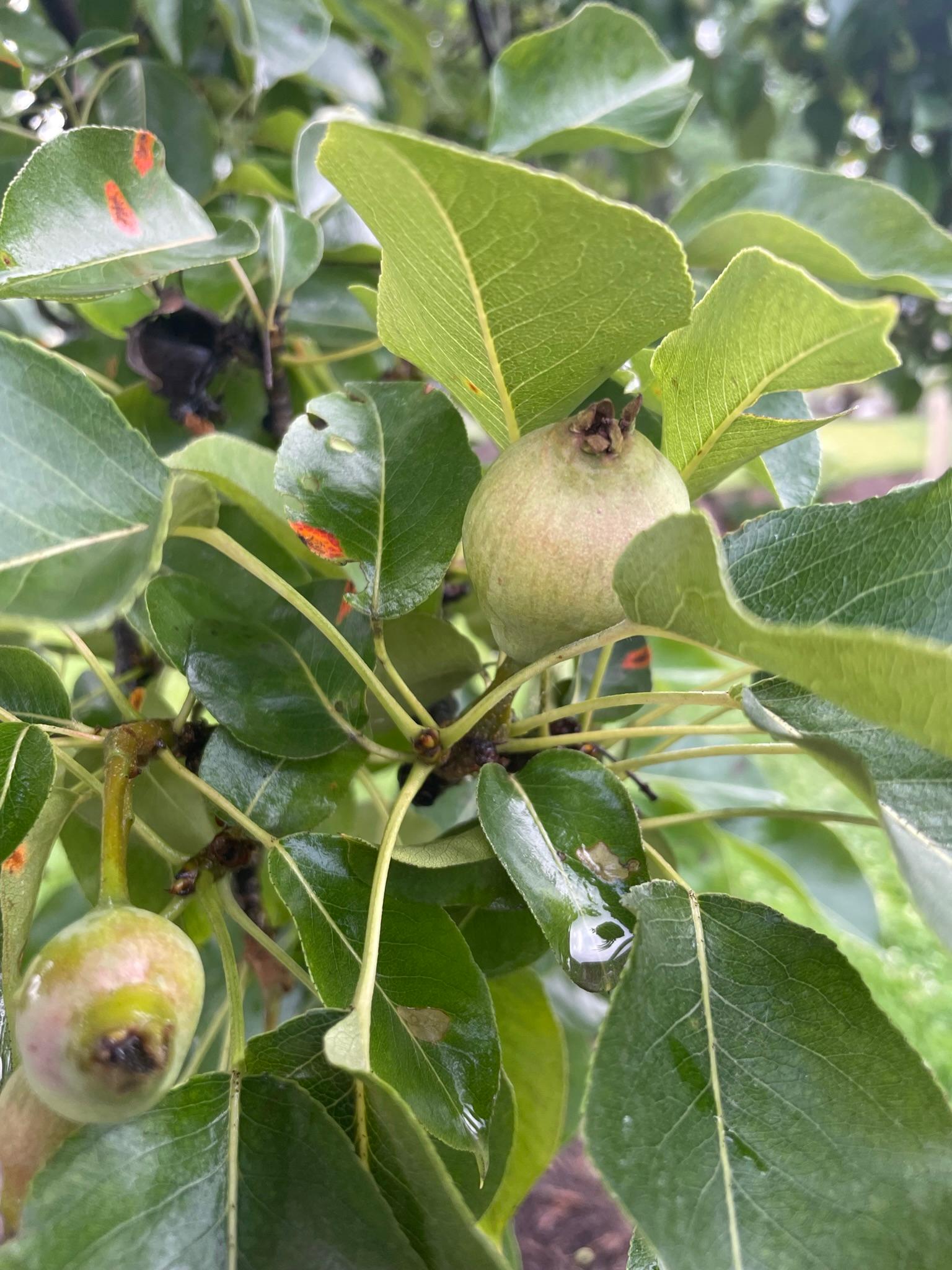 Pear fruitlets