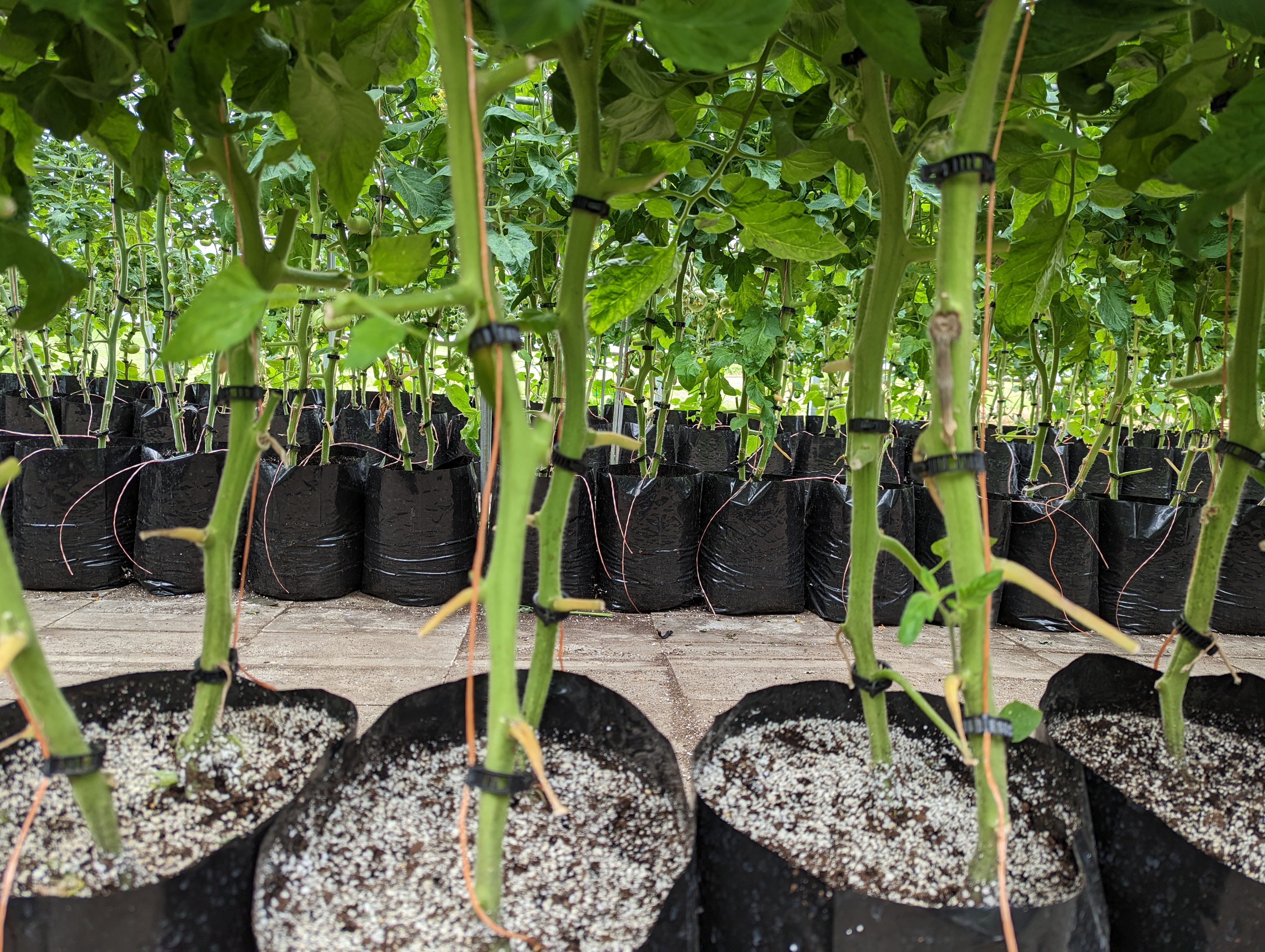 Pruned tomatoes.