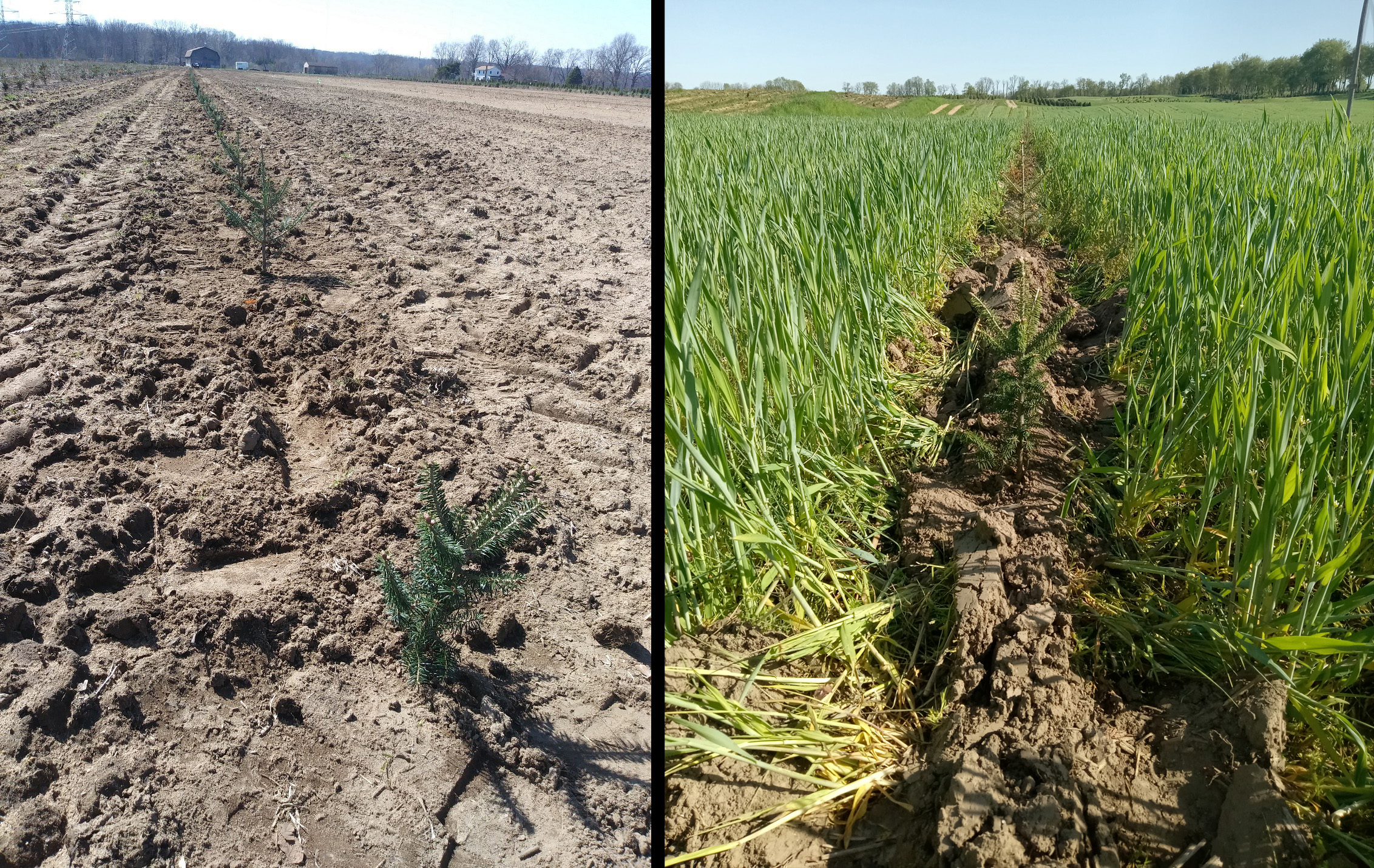 A new Christmas tree planting into tilled ground and a new Christmas tree planting into nontilled ground.