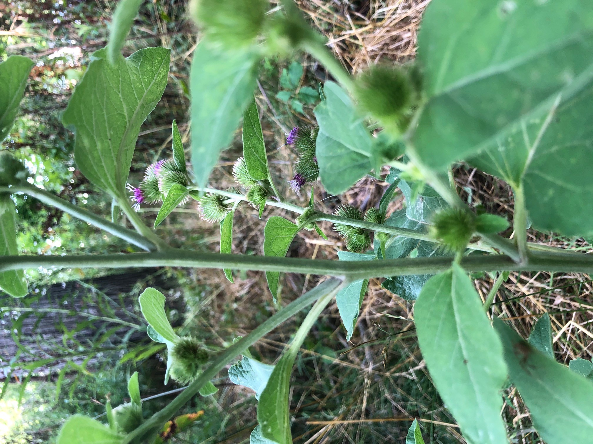 Common burdock - Arctium minus Bernh. - Plant & Pest Diagnostics