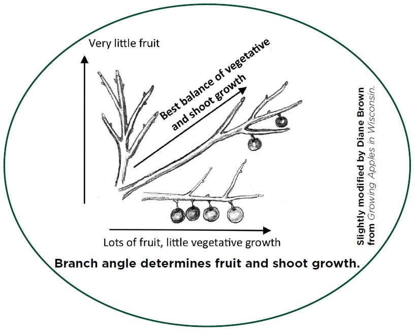 Illustration showing fruit growing from different branch angles.