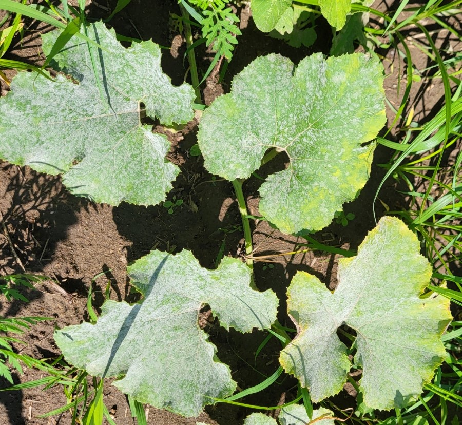 disease symptoms on Squash leaves