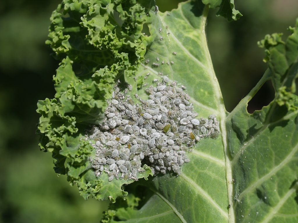 Cabbage aphids.
