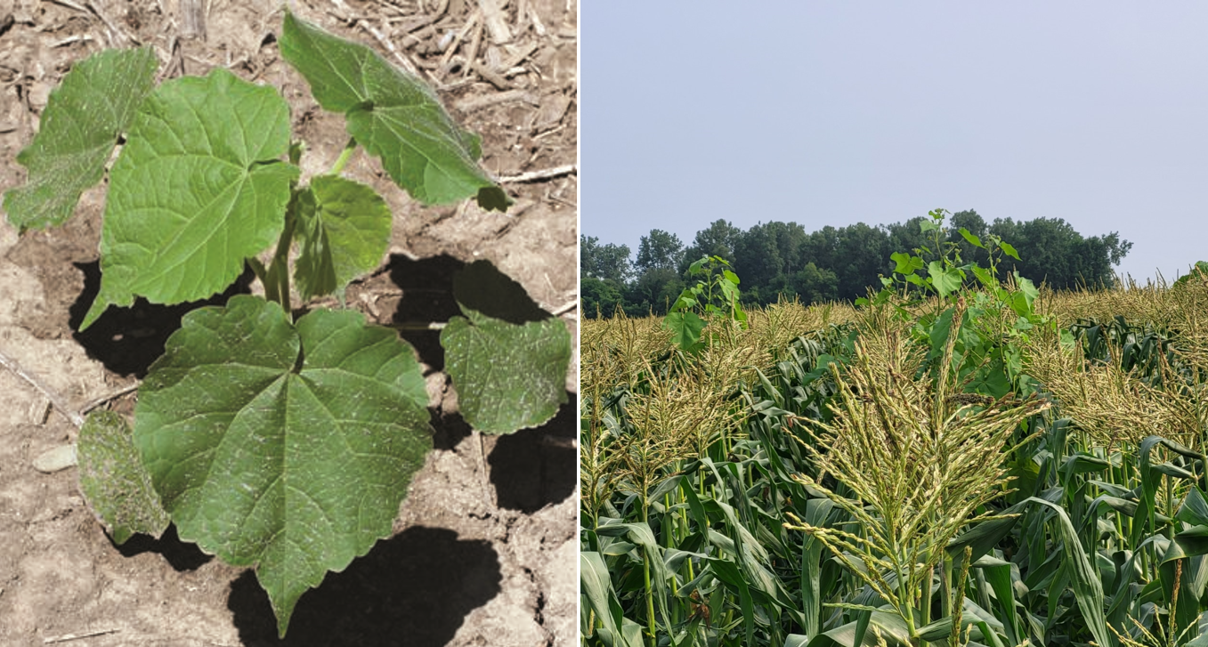 Velvetleaf weed