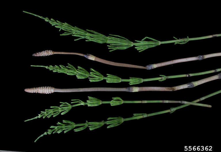 Stems of field horsetail plant.