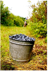 Blueberries.png