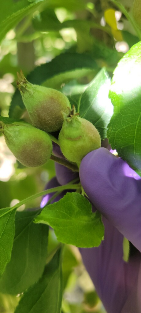 Two small unripe apples held between two purple-gloved fingers. 
