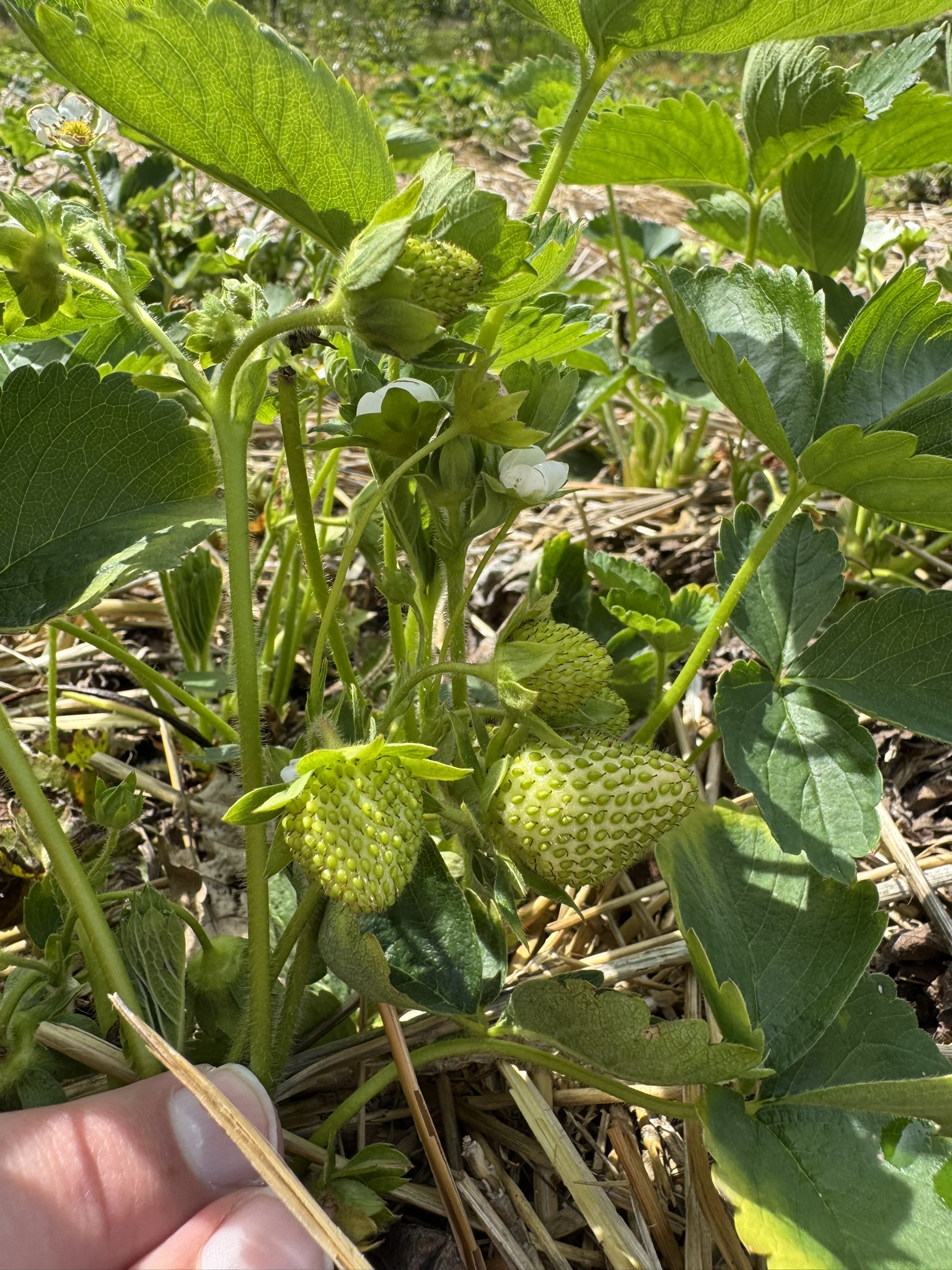A cluster of green, unripe strawberries.