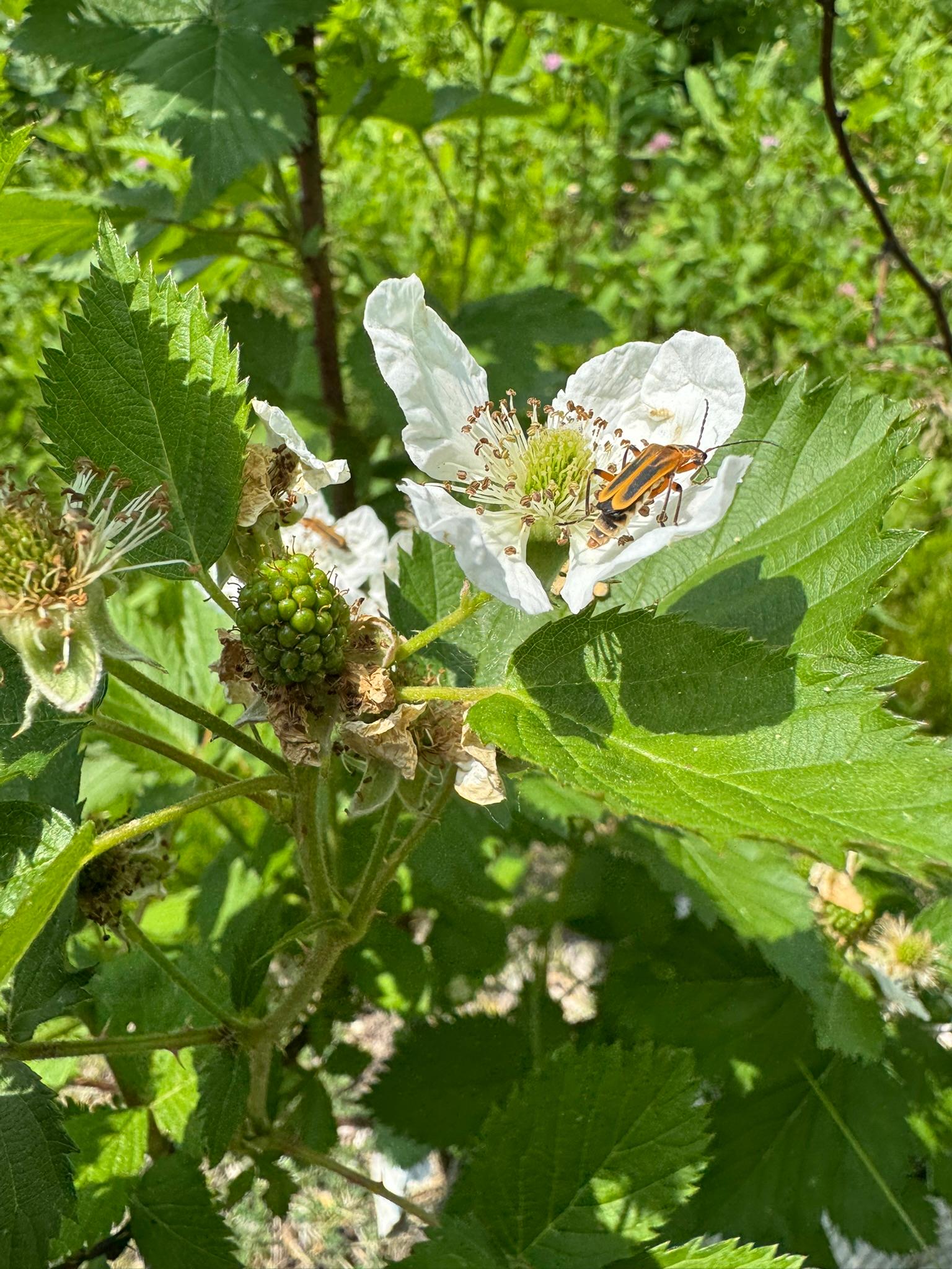 Blackberry_DPLFI_June9_2025.JPEG