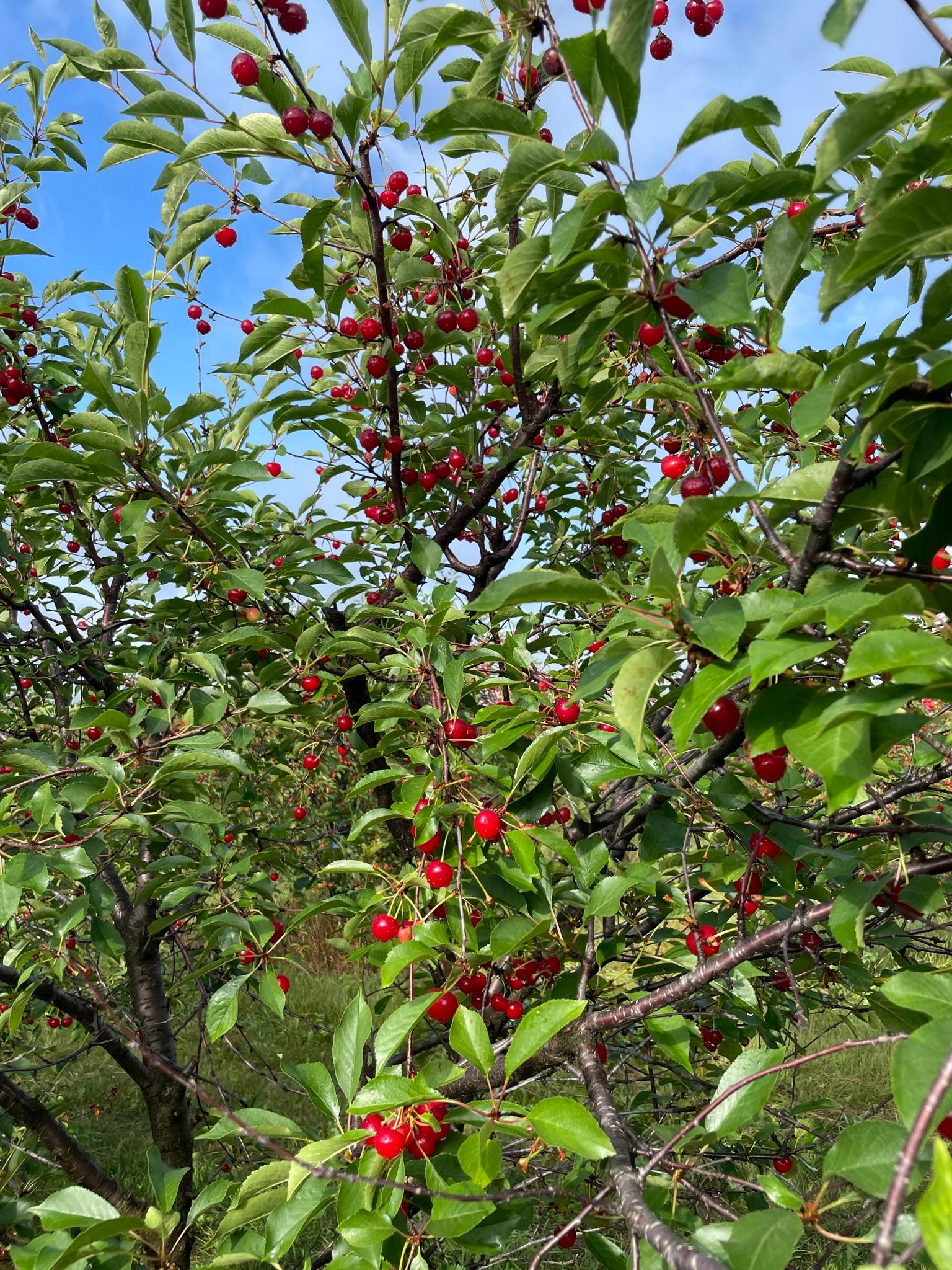 TartCherries