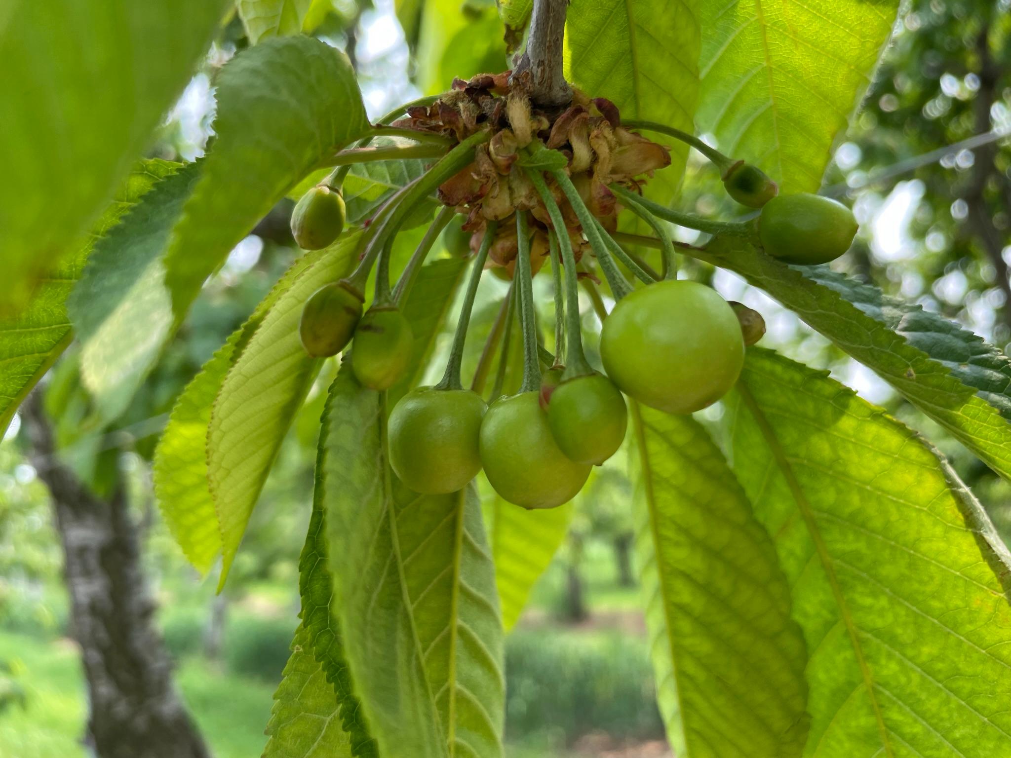 Sweet cherry at Fruit Set.