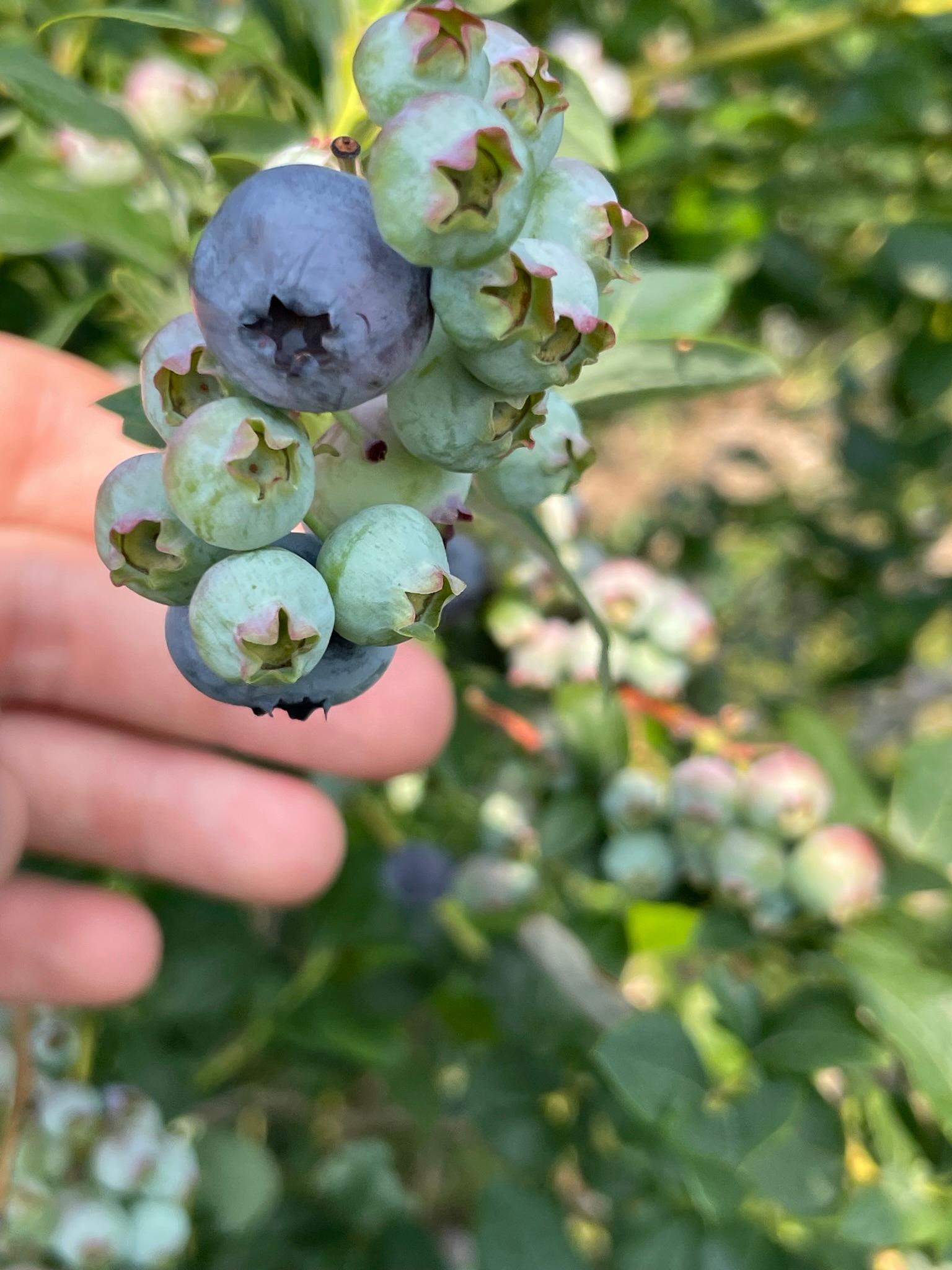 Blueberries on a bush.