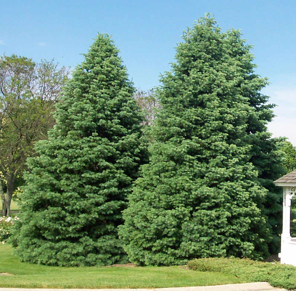 Blue Spruce – The Tree Folks