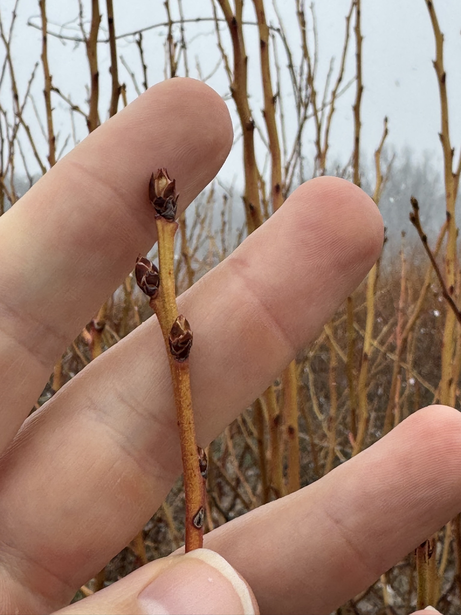 Blueberry_Spicers_March23_2026.JPEG