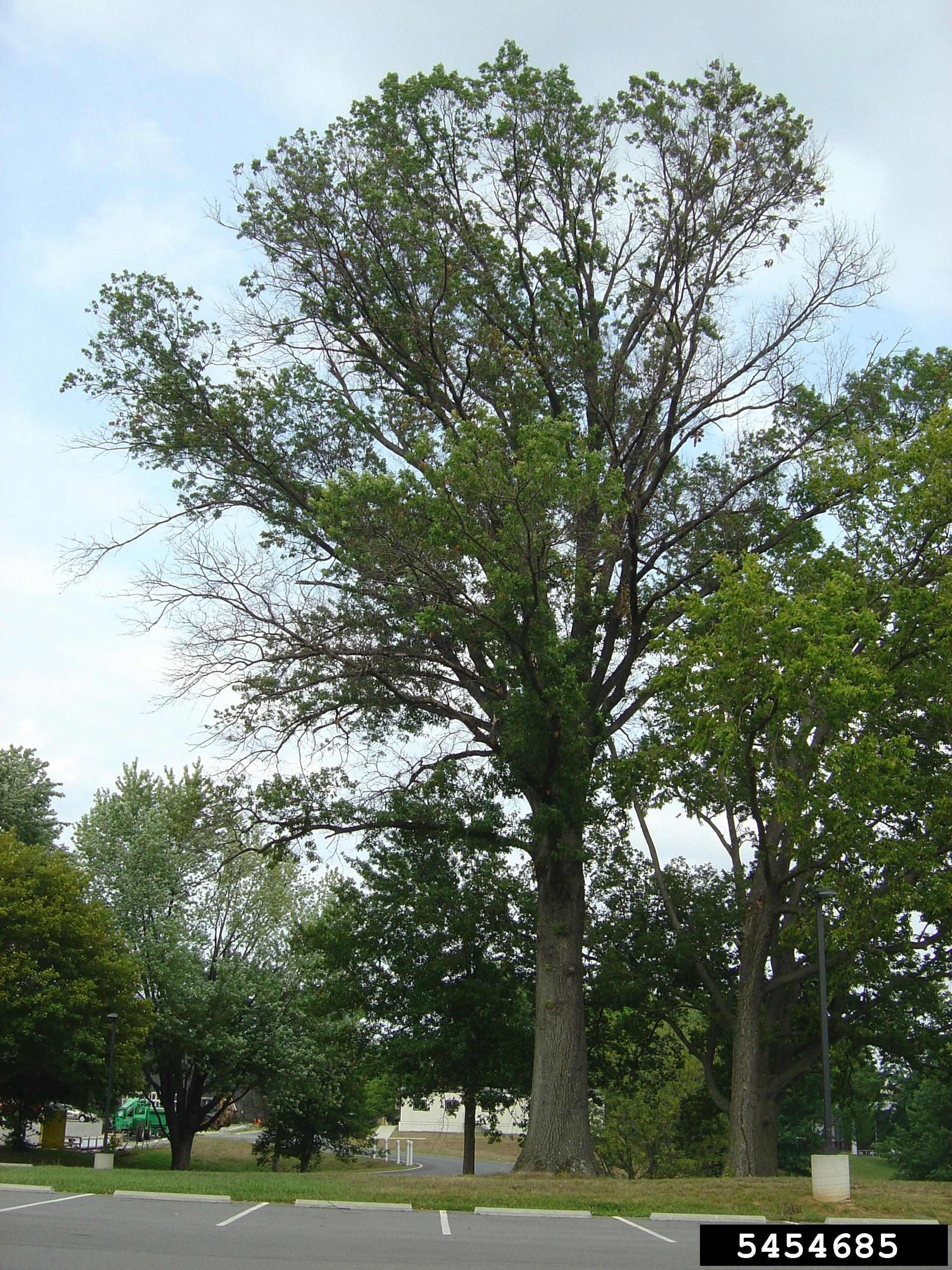 A large oak tree with canopy dieback.