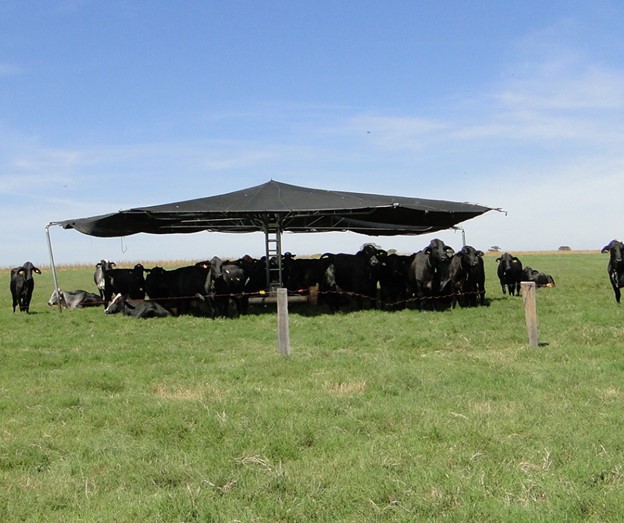 Cattle graze under shade structure