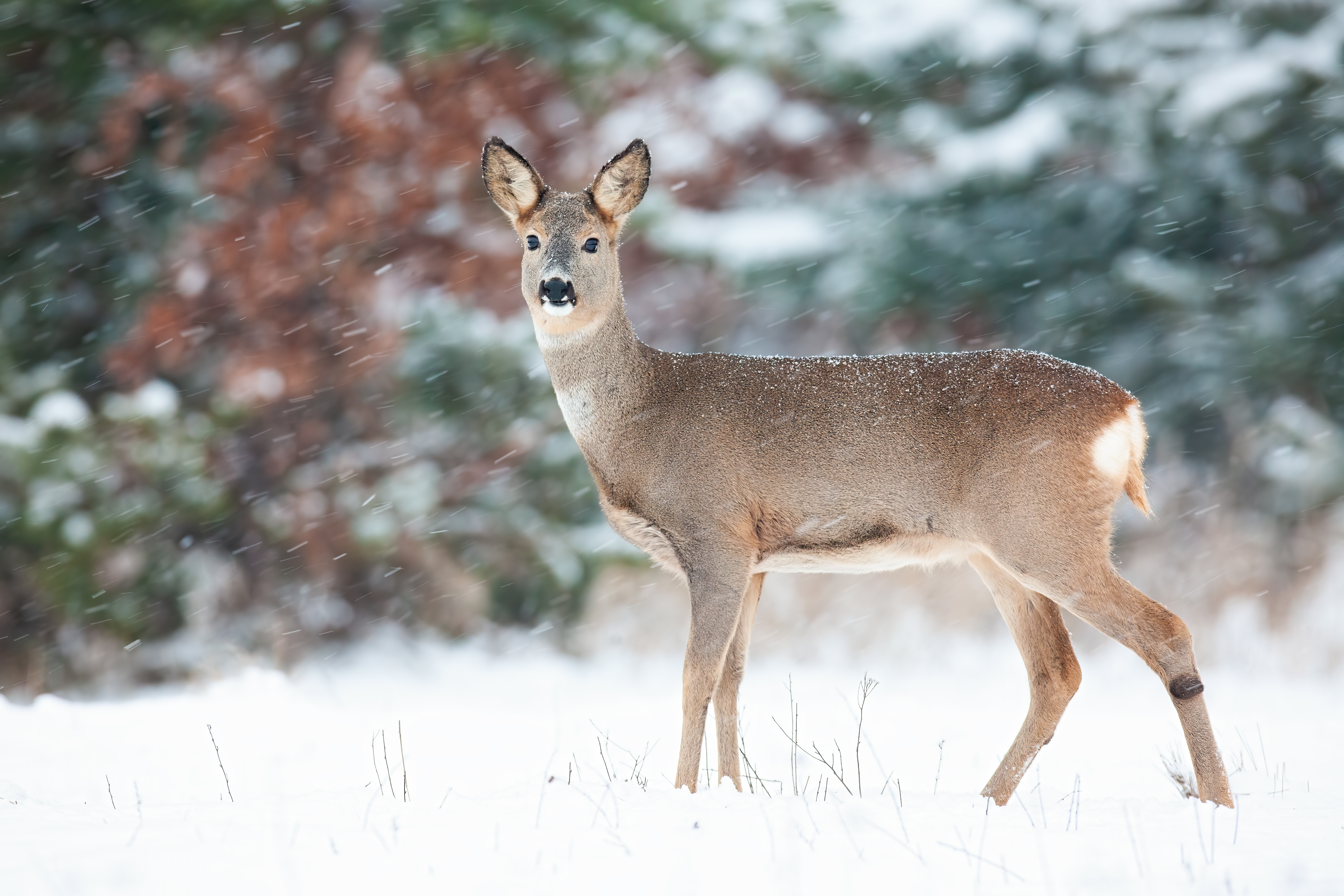 deer mineral lick homemade diy