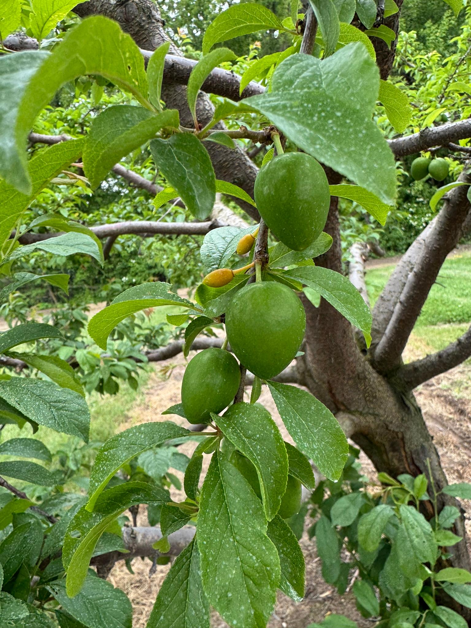 Plum_Shiro_Verellen20mm_June6_2025.JPEG