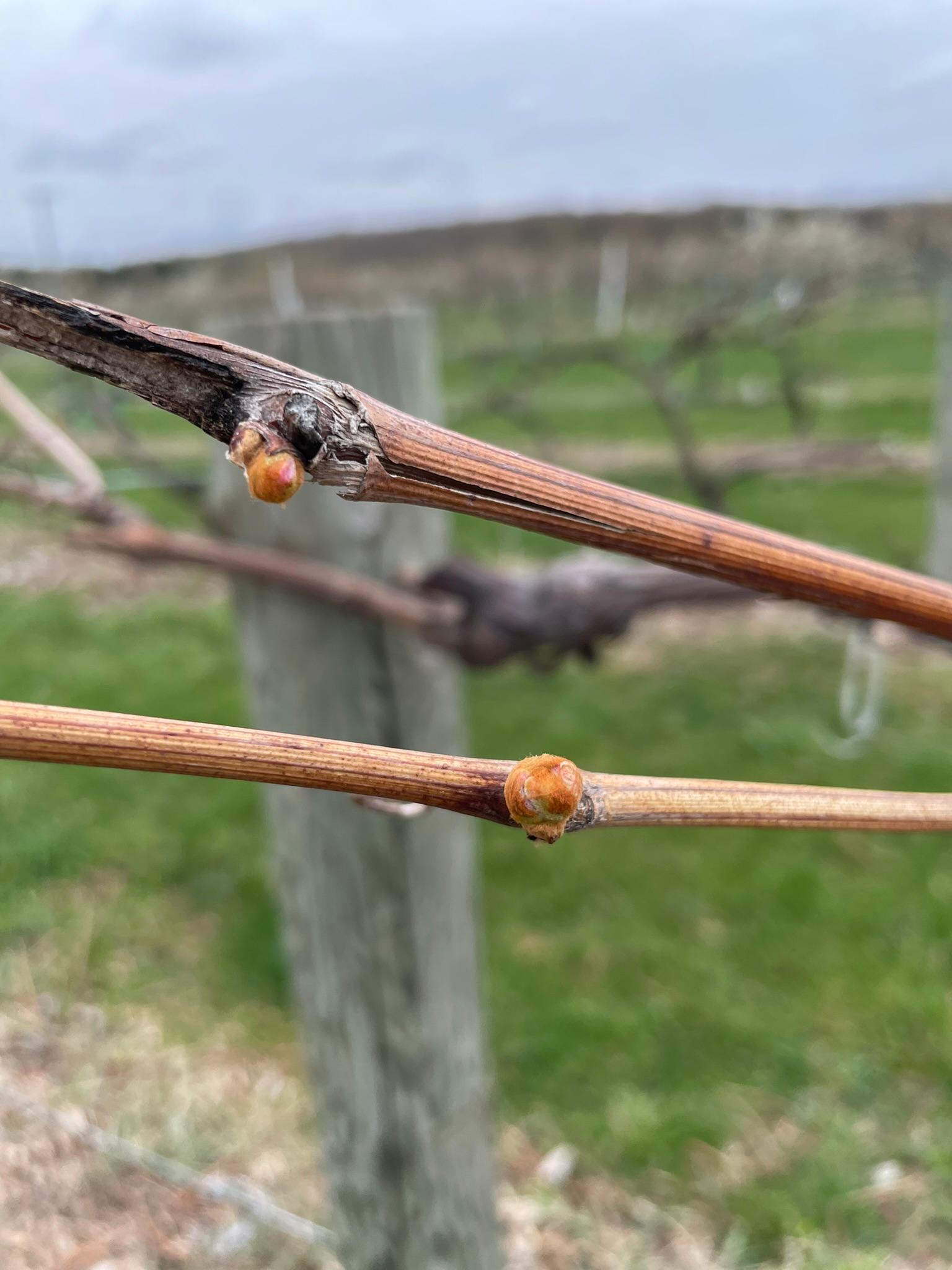 Grapes at bud swell