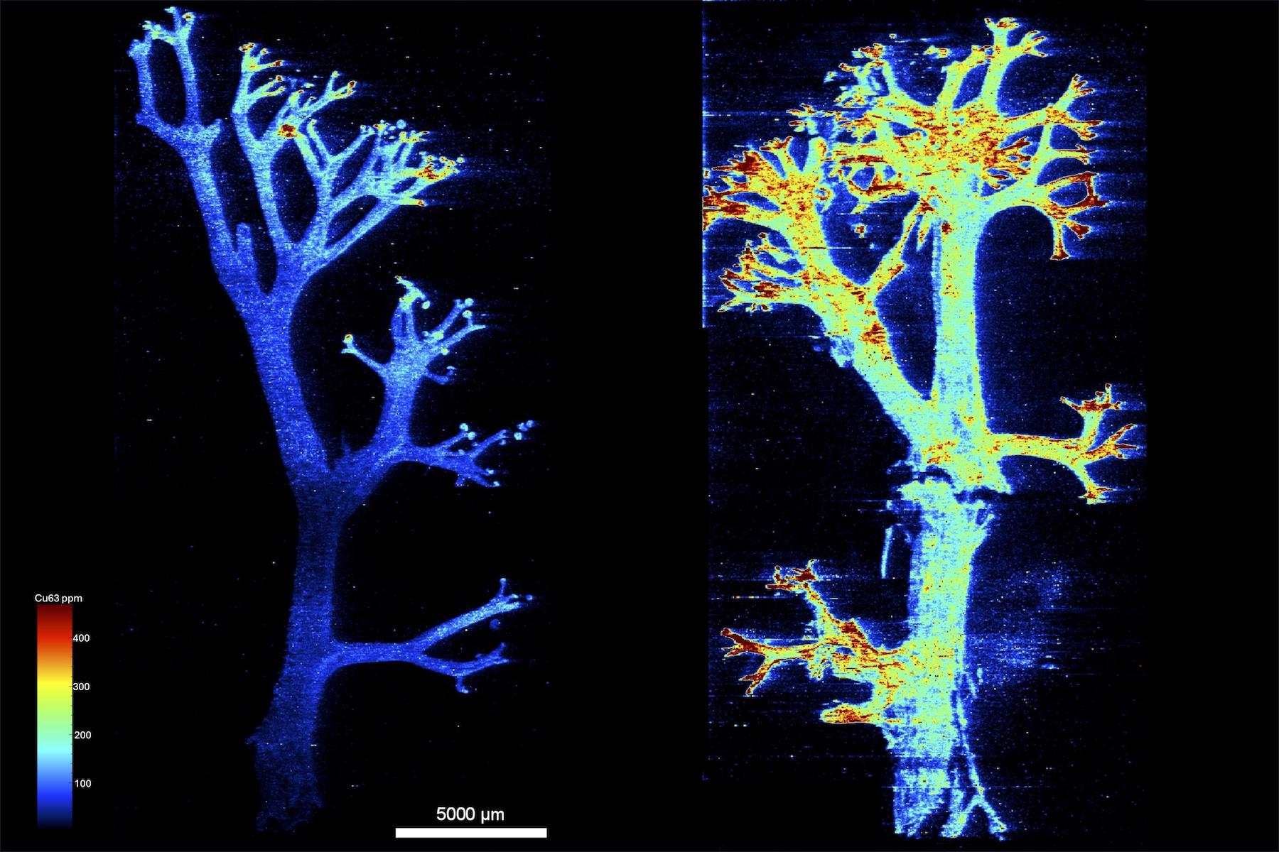 MICROSCOPY_Marc_Friedman.jpeg