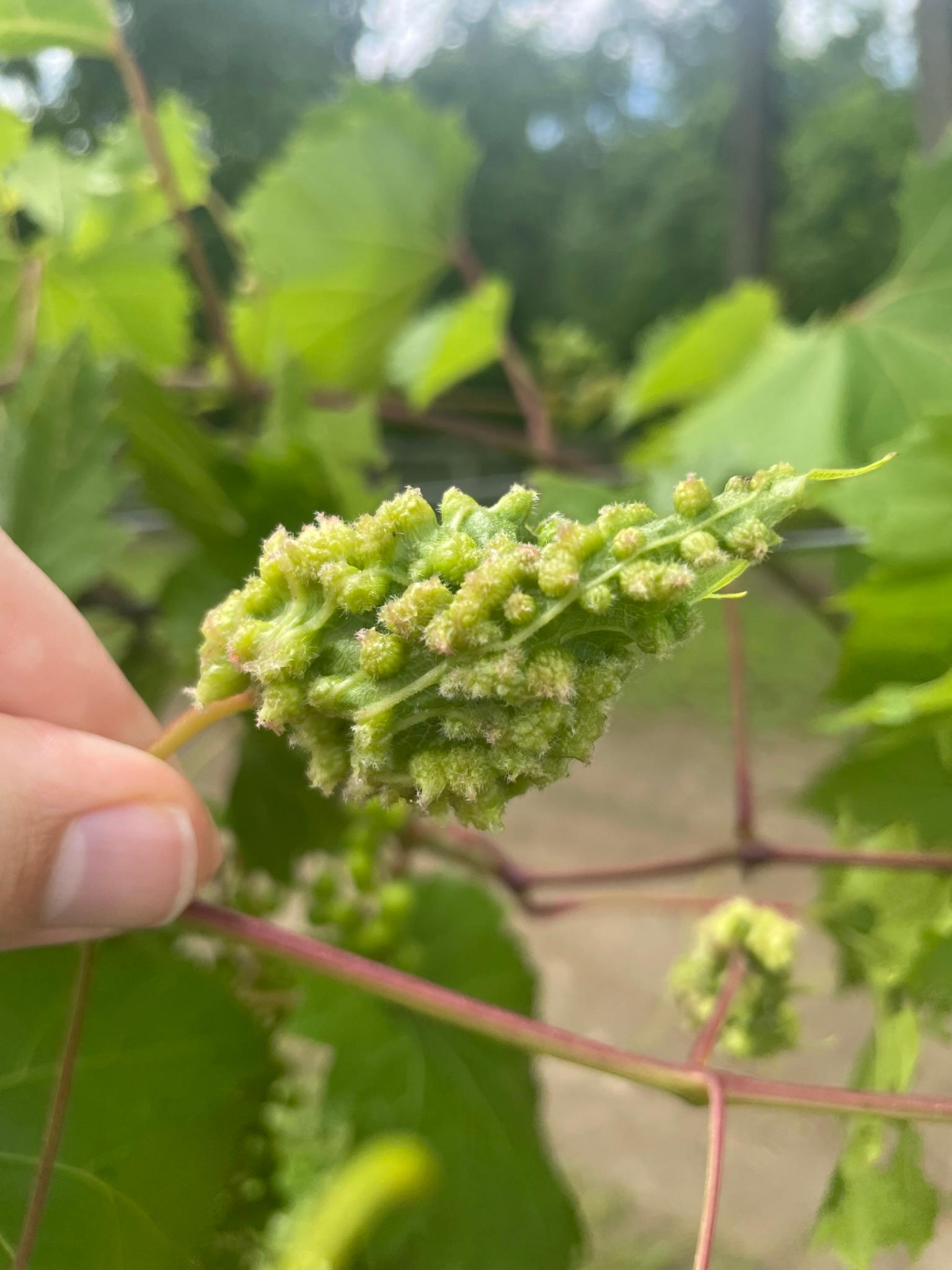 Aerial Phylloxera galls 