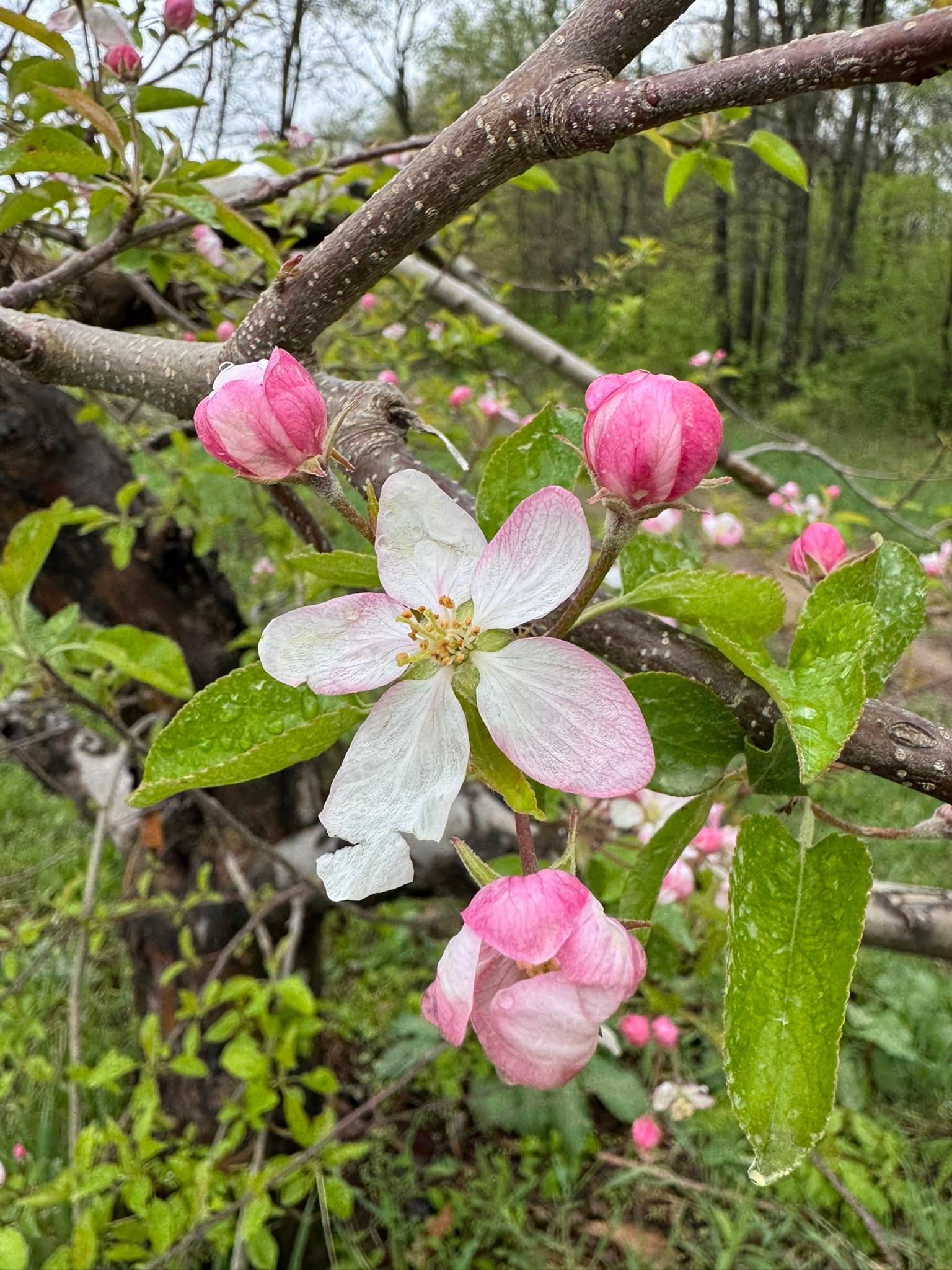 Apple_NorthernSPy_Spicers_May5_2025.JPEG