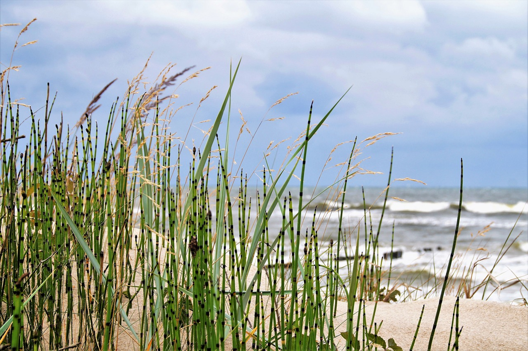 Horsetail growing on a beach near water.