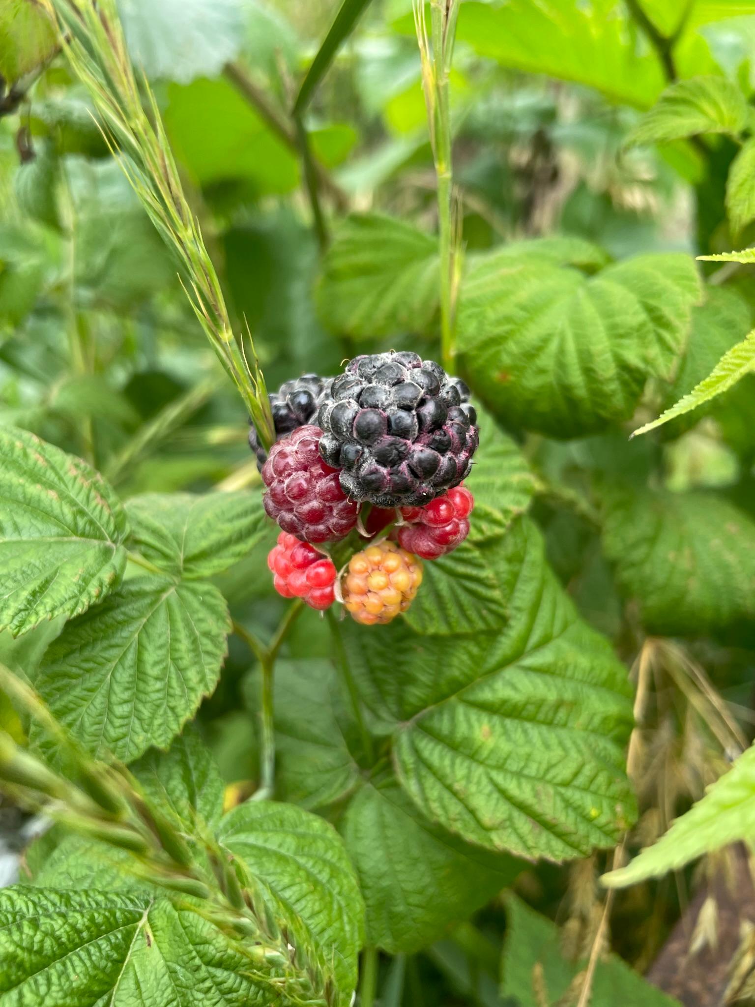 Black raspberries growing a bush.