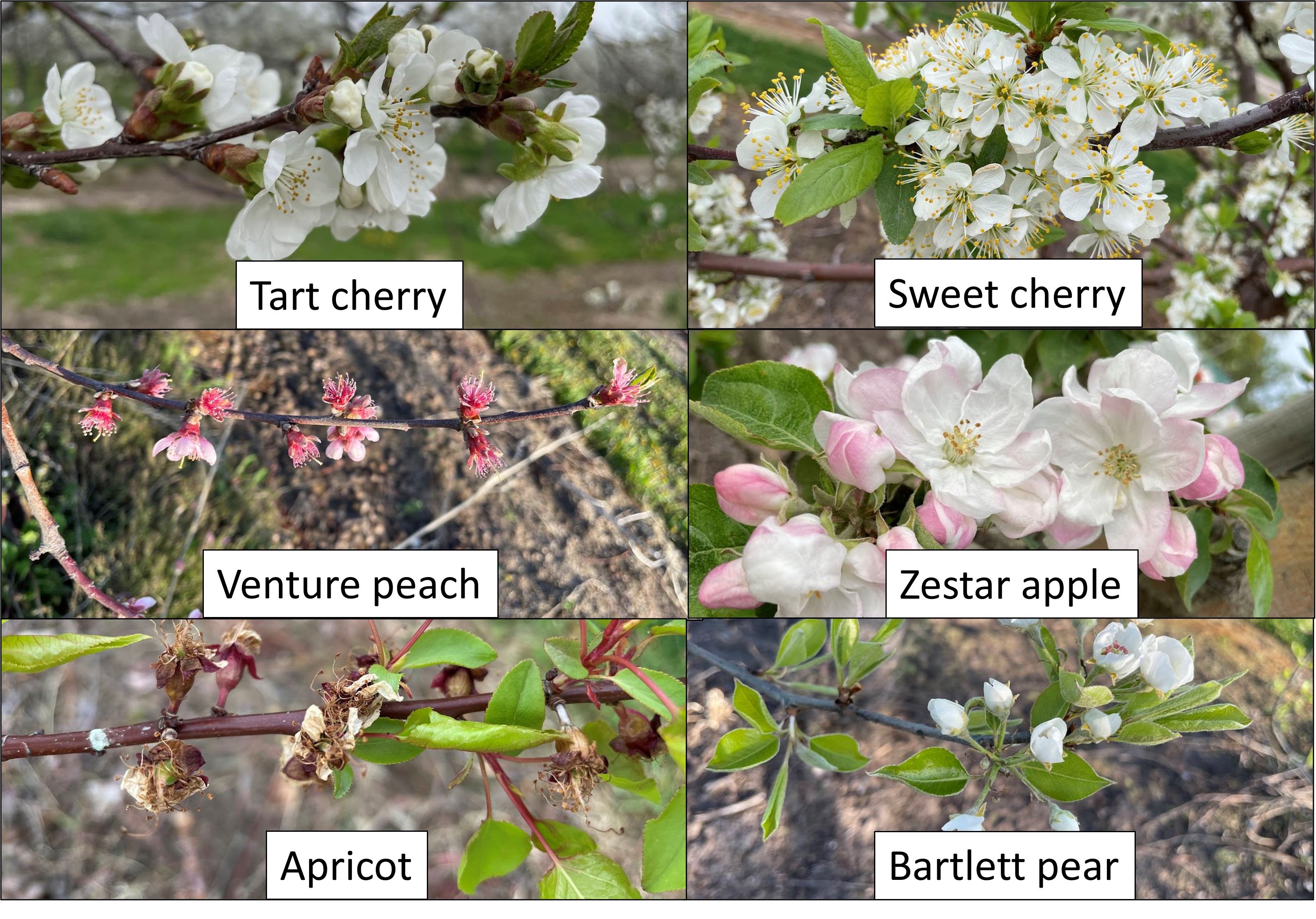 Fruit tree phenology stages.