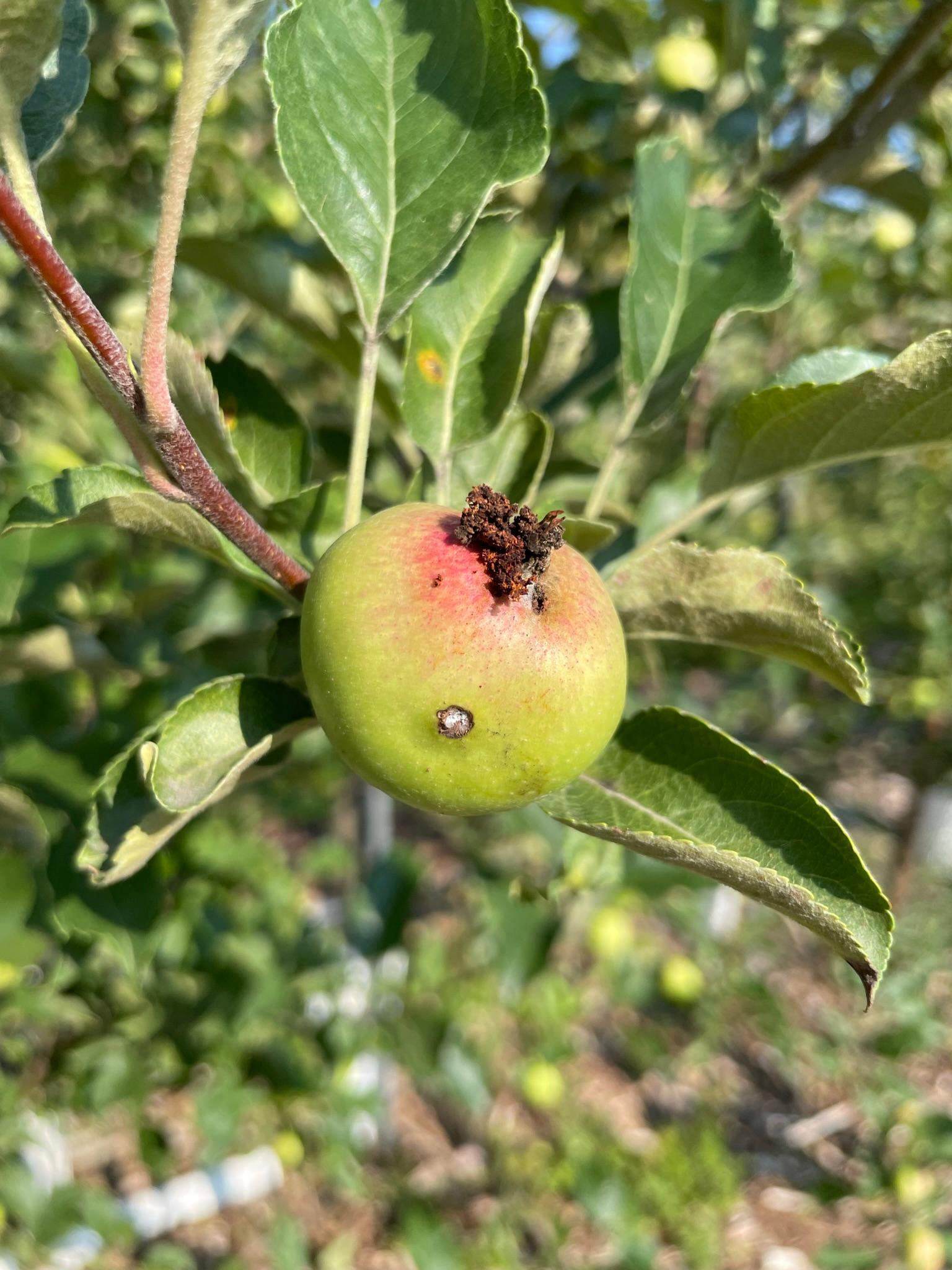 Apple with wound and frass on it.