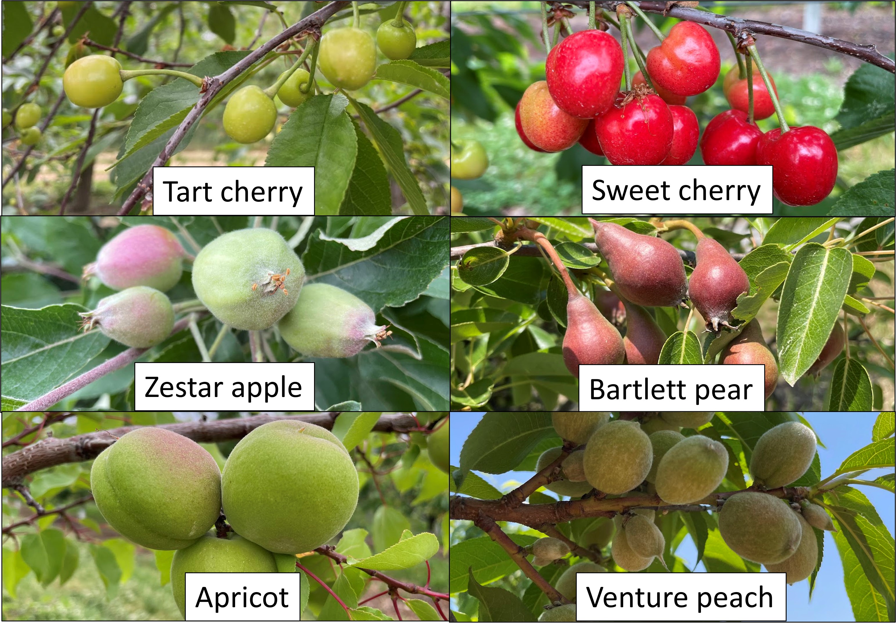 Stage of tree phenology for tart cherry, sweet cherry, peach, apricot, apple and pear.