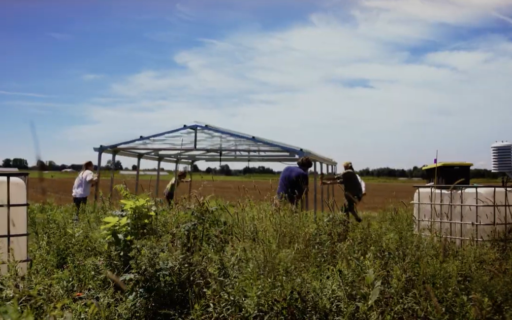 Researchers at the W.K. Kellogg Biological Station move a rainout shelter.