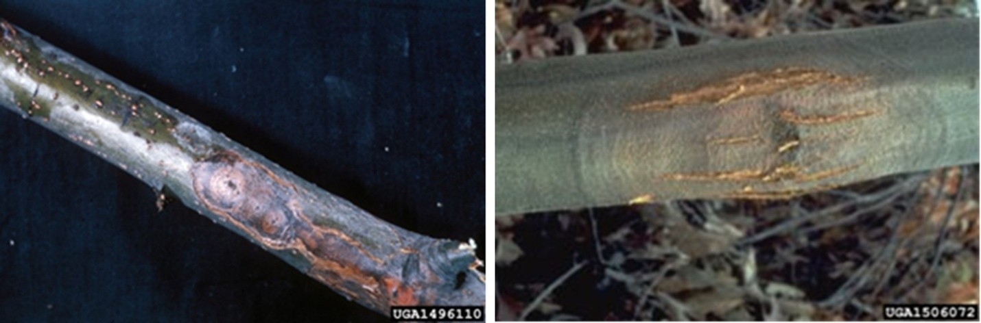 Photo showing two up-close views of tree branches with bark damage or cankers.