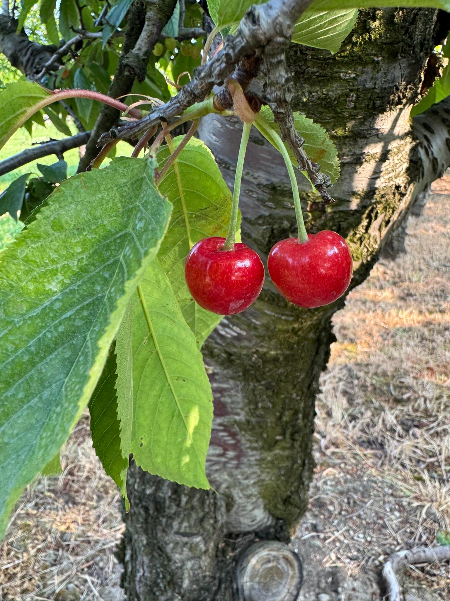 SweetCherry_BSL_June11_2025)2.JPEG