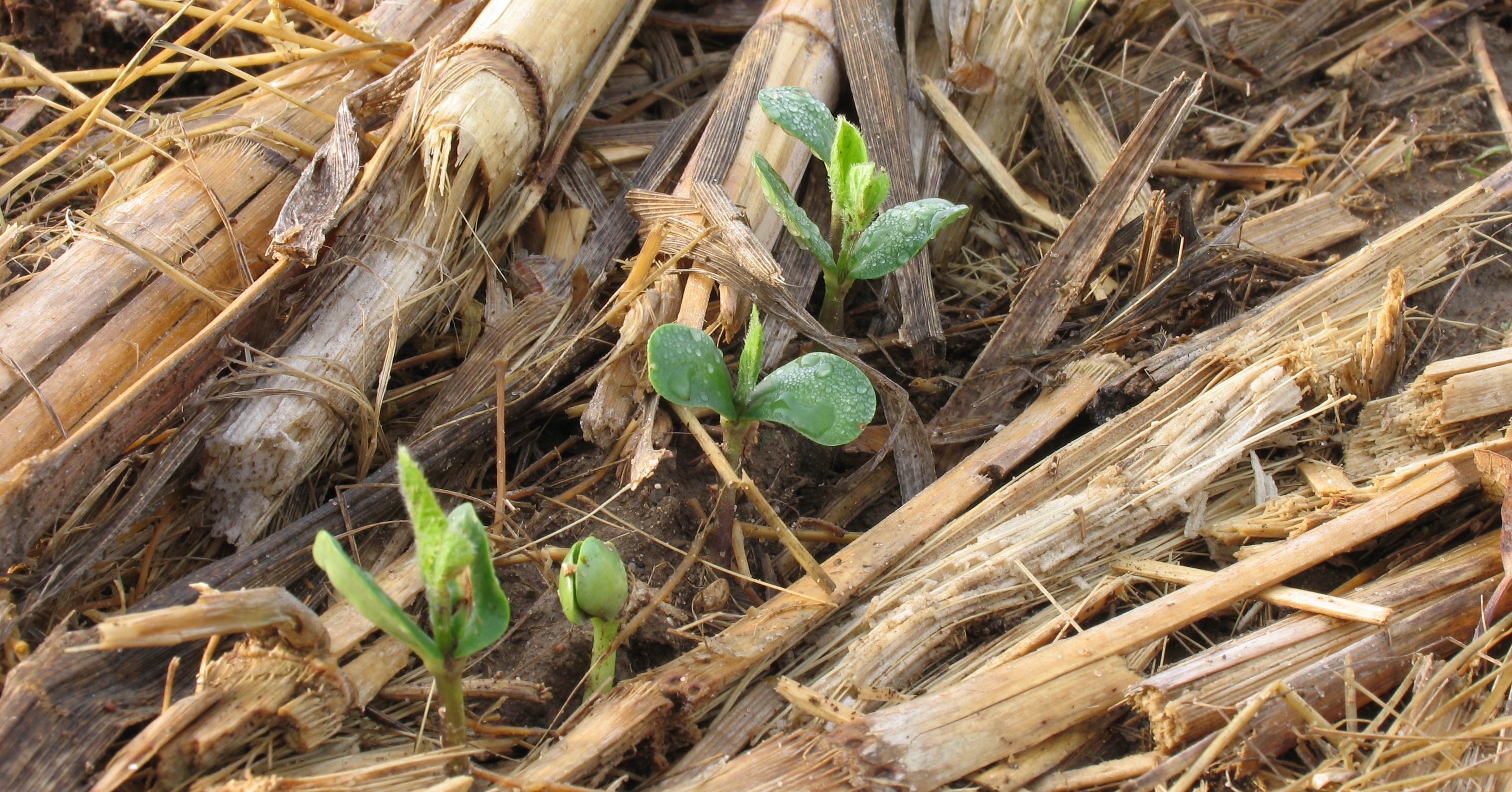 Soybean.KBS.LTER.0003 - Copy.jpg