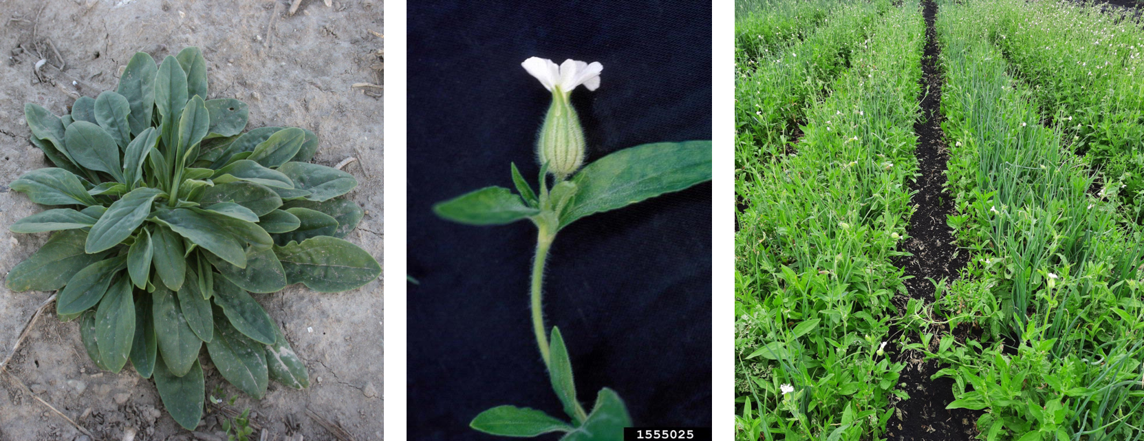 White campion rosette (left), flower with inflated calyx (middle) and severe infestation in onion field (right). Photos by MSU Plant & Pest Diagnostics (left), Ohio State Weed Lab, Ohio State University, Bugwood.org (middle) and Chris Galbraith, MSU Extension (right).