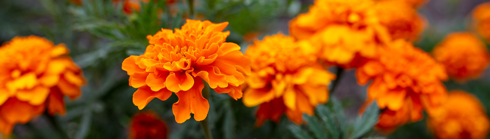 Floralheader2.jpg